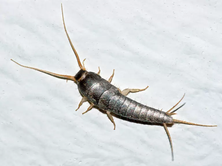 silverfish 768x576