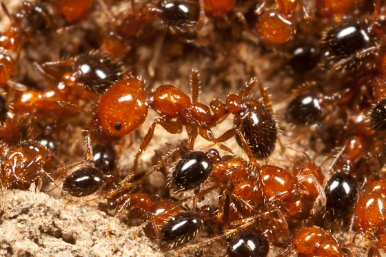 southern fire ants