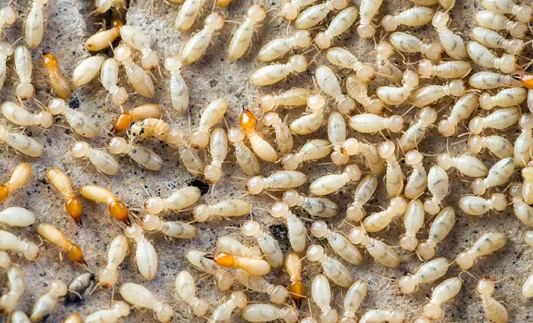 termites 768x466