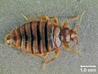 tropical bed bug