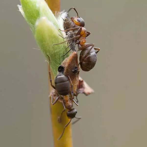 velvety tree ants