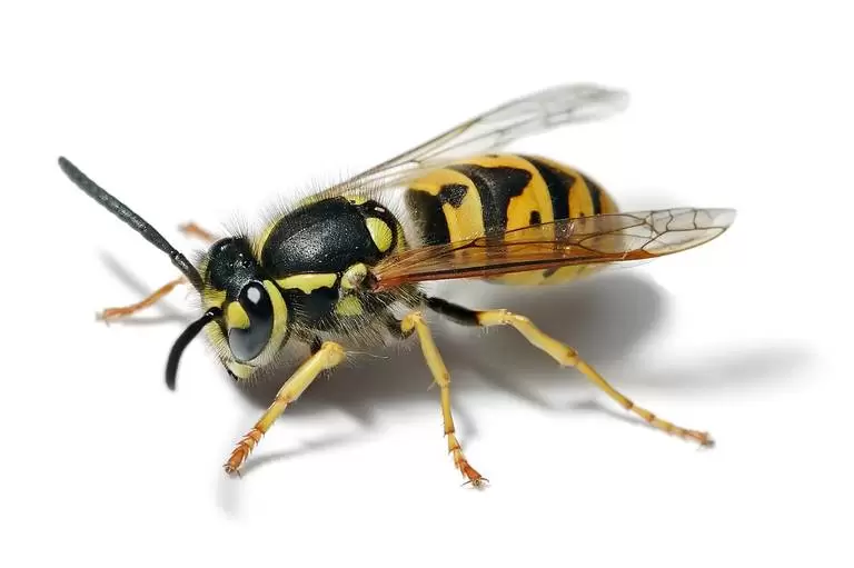 yellowjackets 768x511
