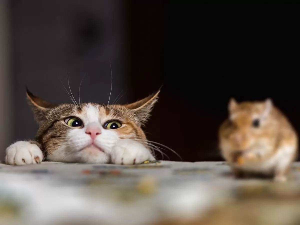 cat and mouse