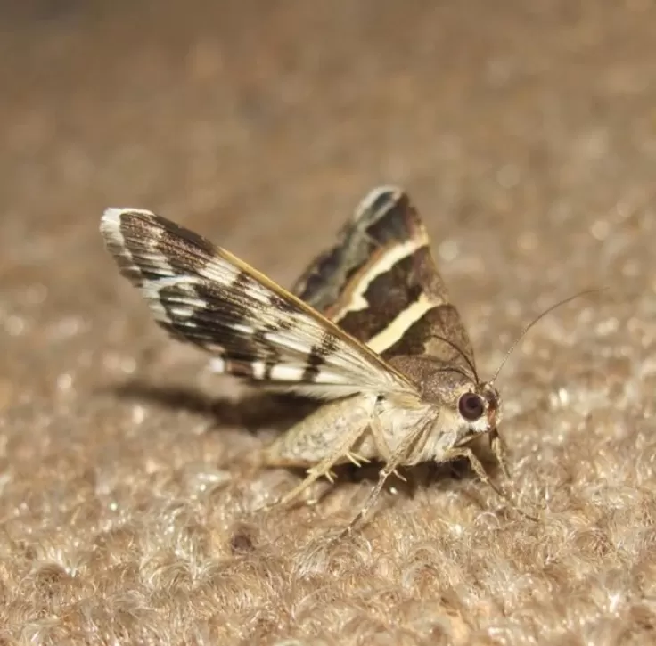 moth