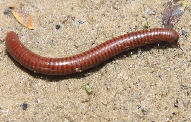 millipedes