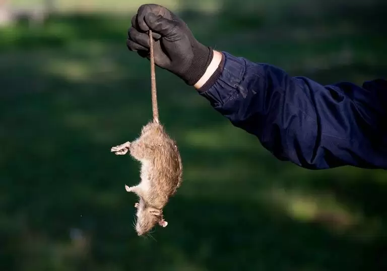 professional rodent control in encino ca 768x538