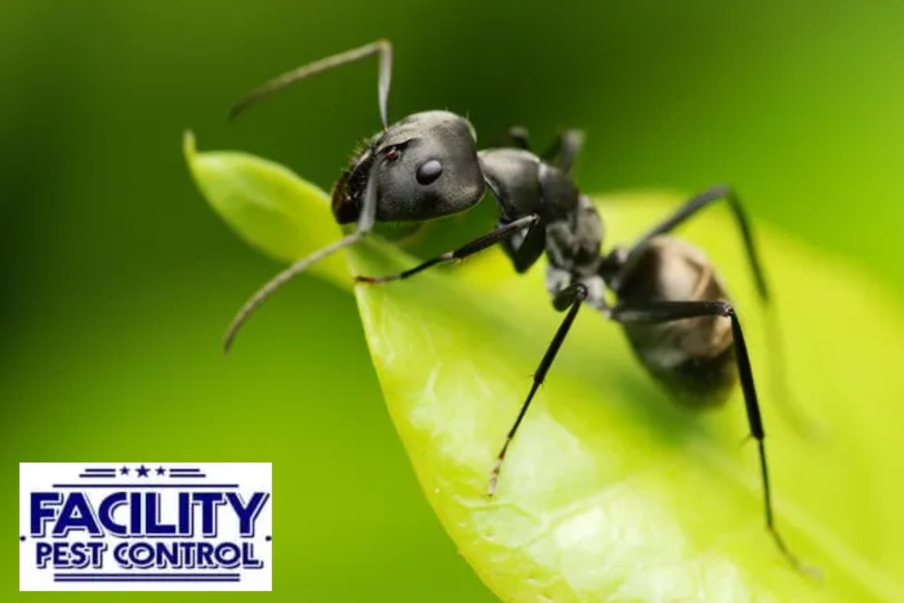 ant