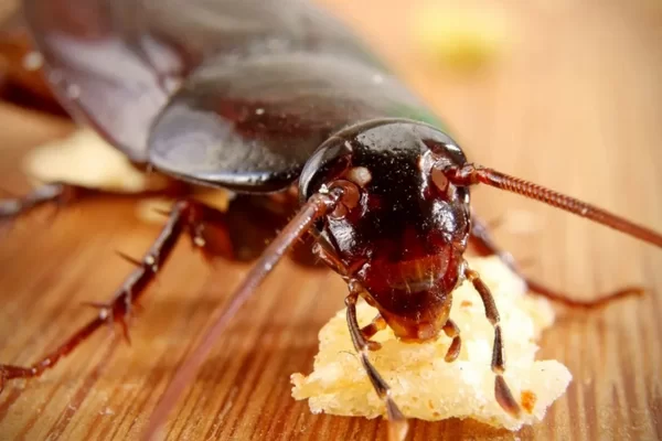 cockroach (2)