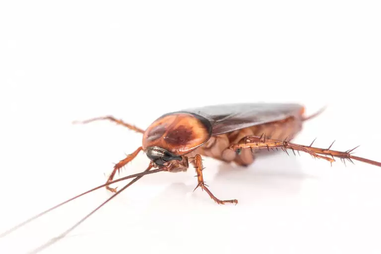 cockroaches 768x513