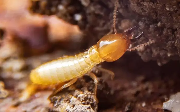 pest control kill termites