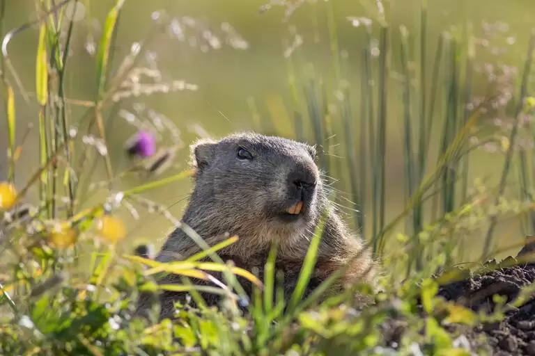 rodents 768x512