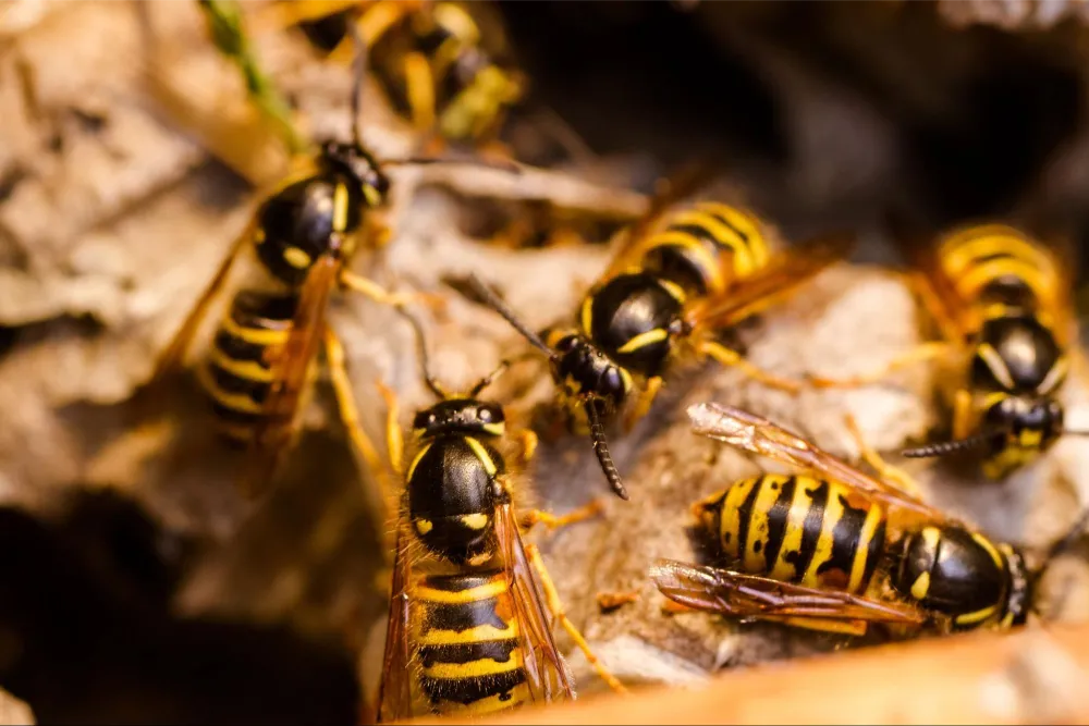 can pest control kill bee