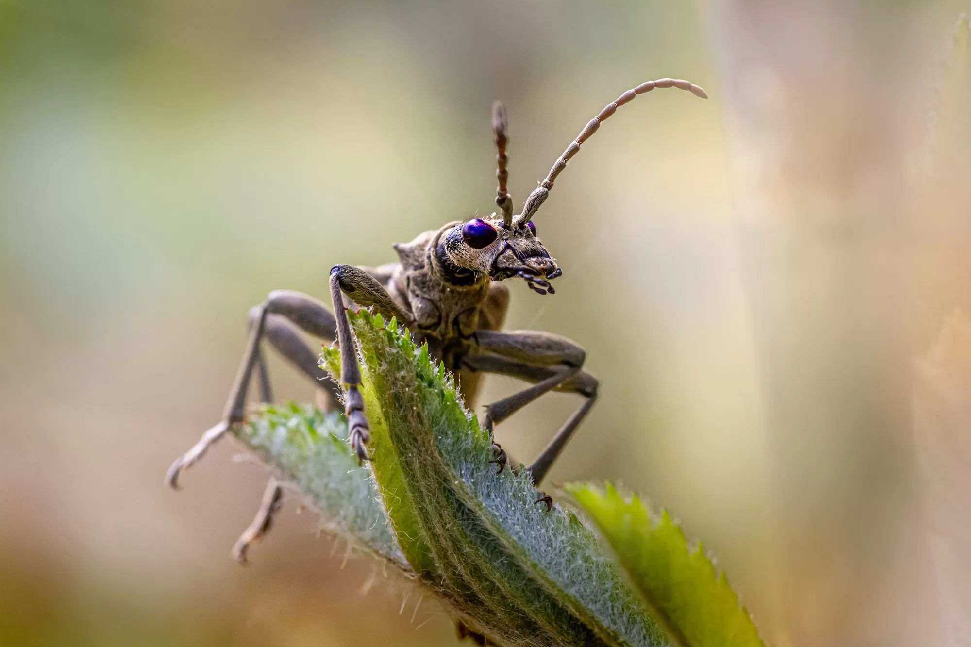 crickets 2