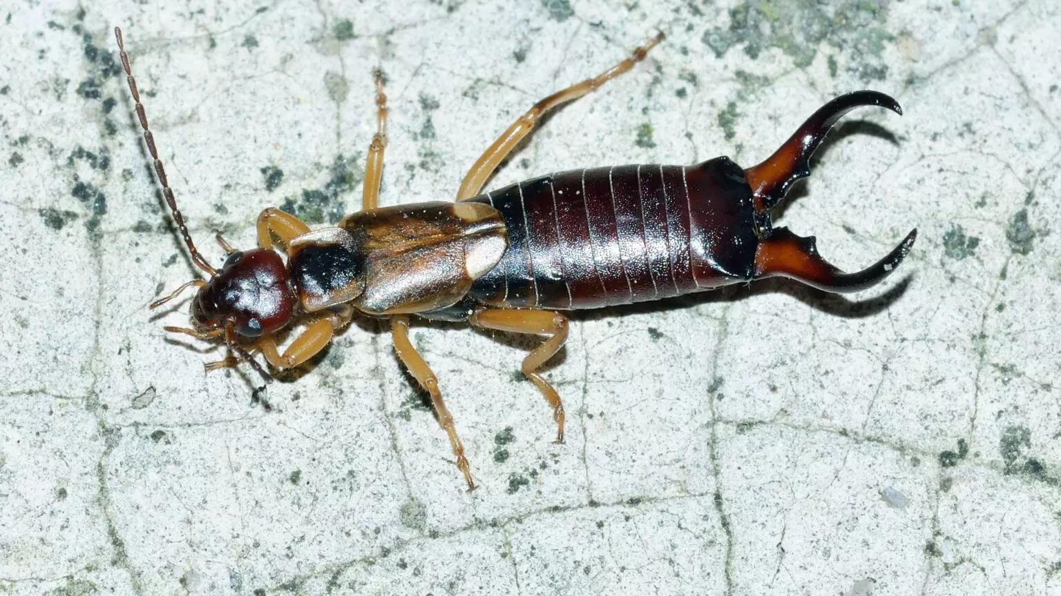 earwigs 1536x864