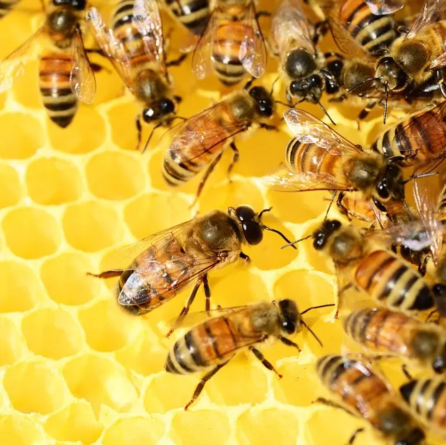 bee control calabasas ca