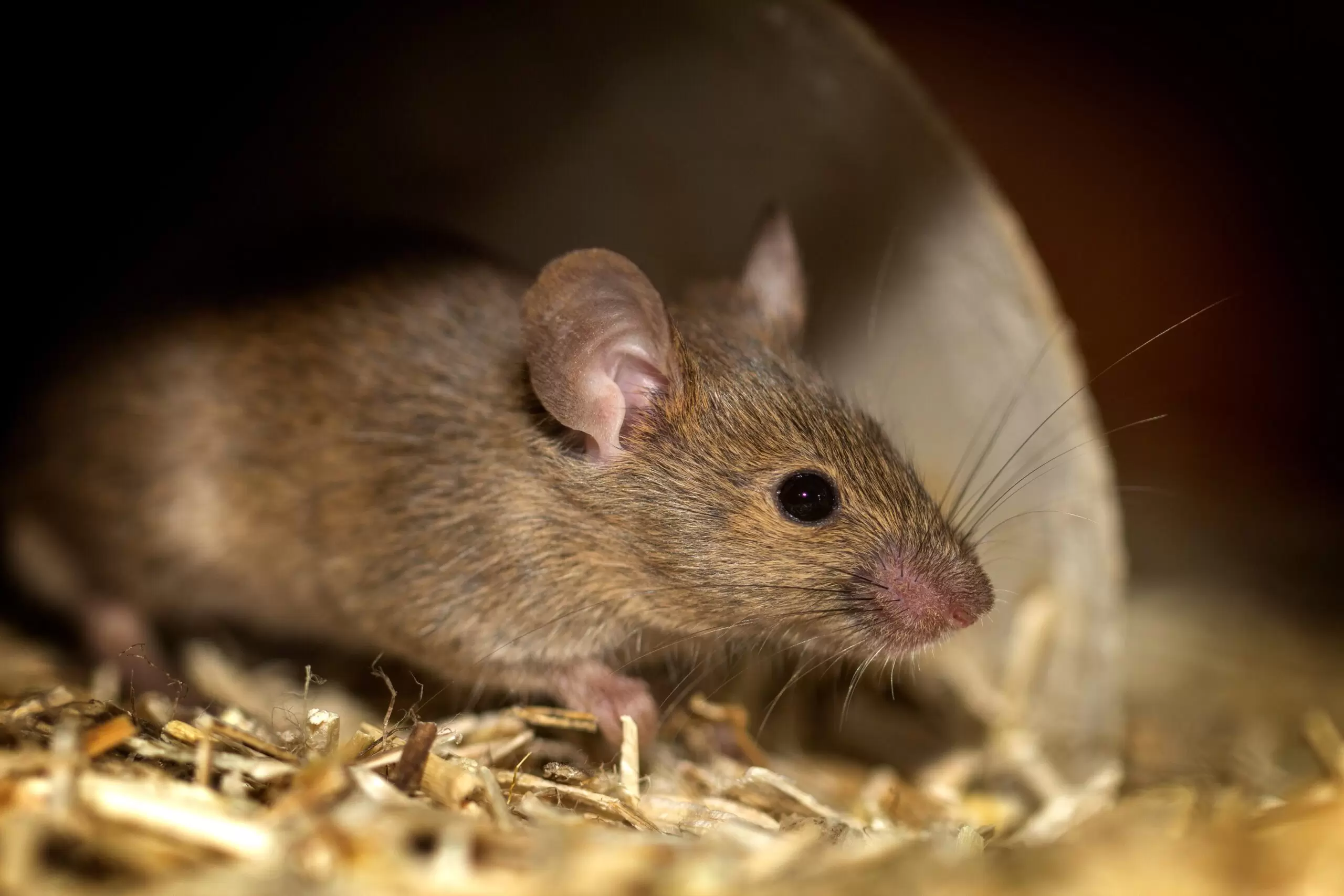sticky mouse traps scaled