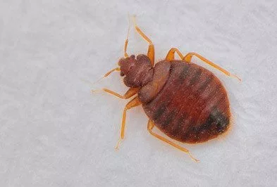 household bed bug