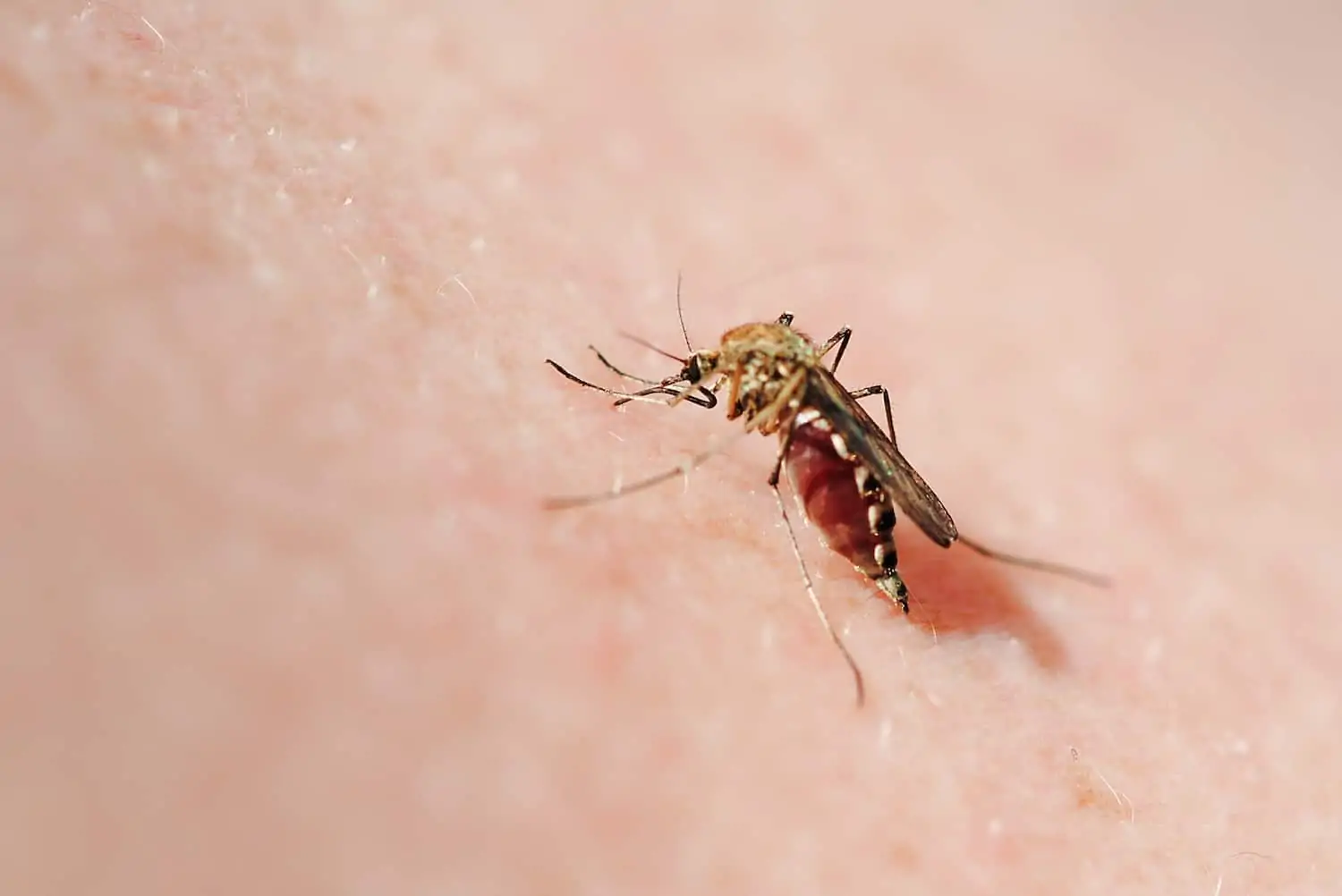 close up of mosquito sucking blood