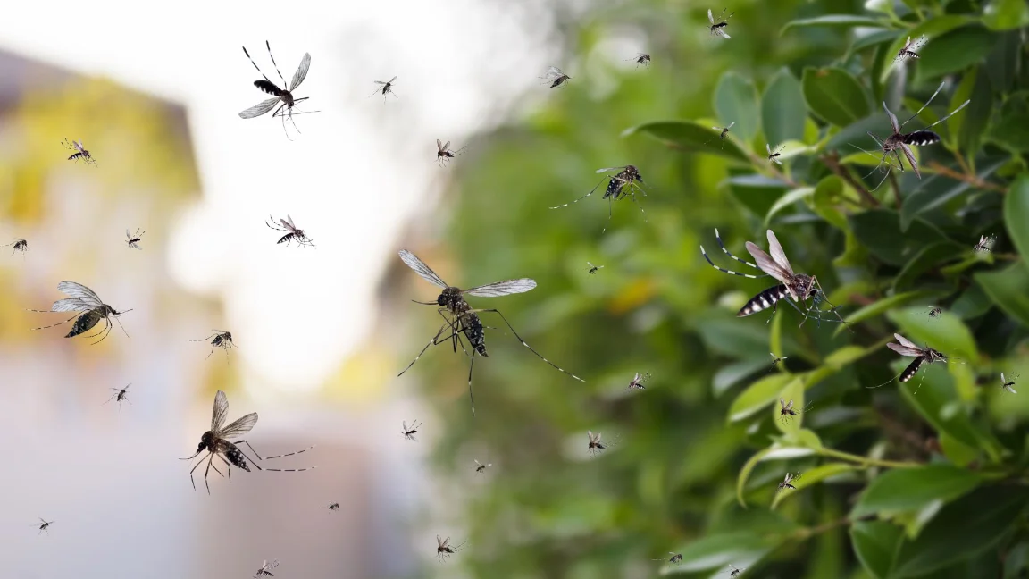 canoga park ca pest control