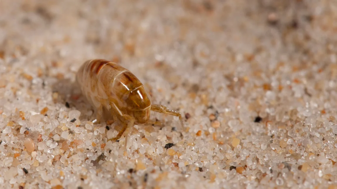 Encino CA Pest Control