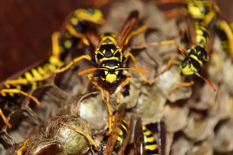 get rid of wasps 3 768x512 1