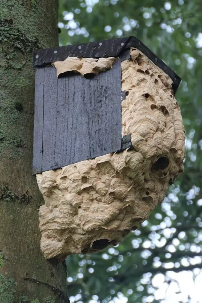 get rid of a hornets nest 682x1024 1
