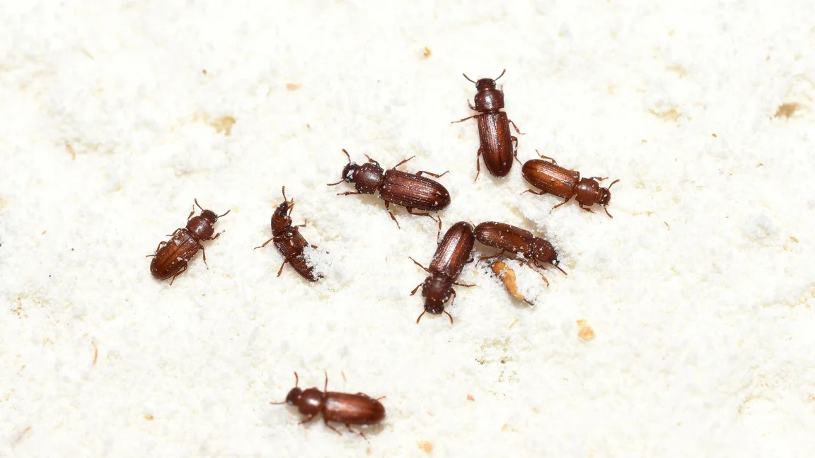 Granada Hills CA Pest Control