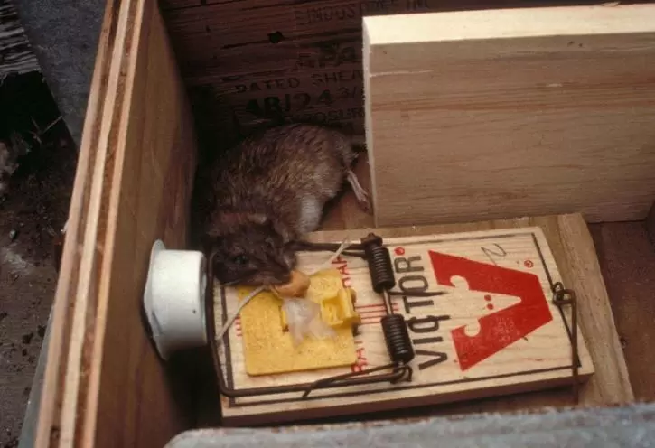 how to bait a mouse trap 1