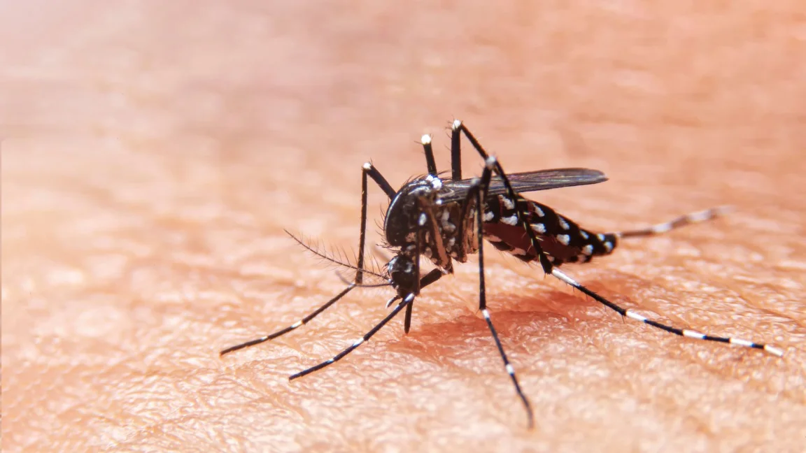 Mosquito Pest Control & Prevention Services
