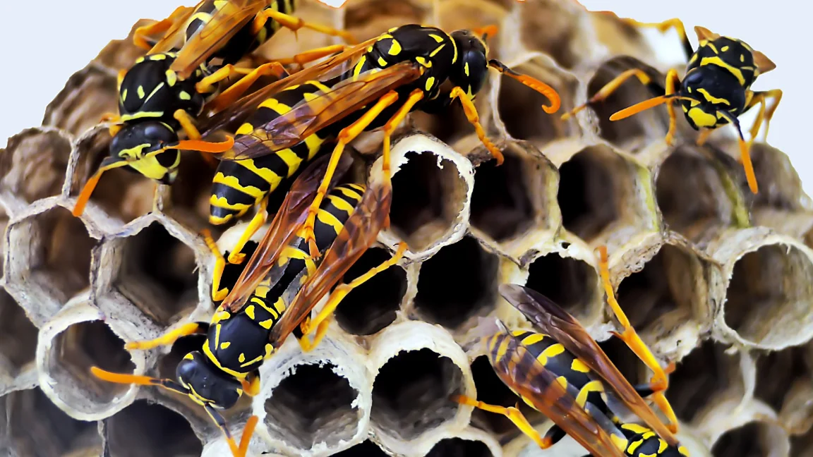 northridge ca pest control
