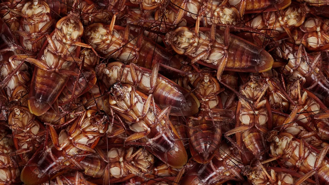 oak park ca pest control