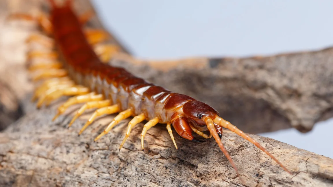 pacific palisades ca pest control