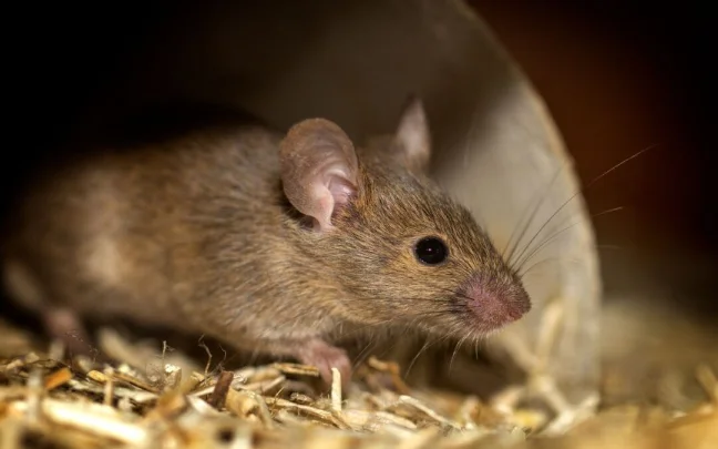 Rodent Control Services