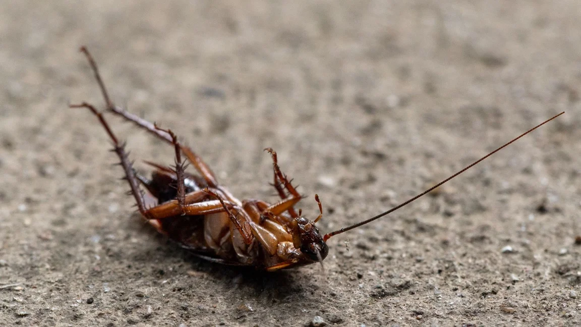 Sherman Oaks CA Pest Control