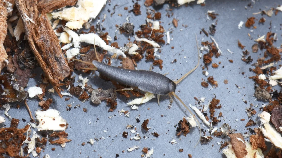 Simi Valley CA Pest Control