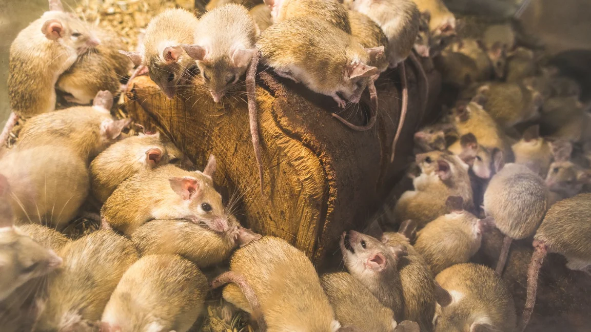 Studio City CA Pest Control