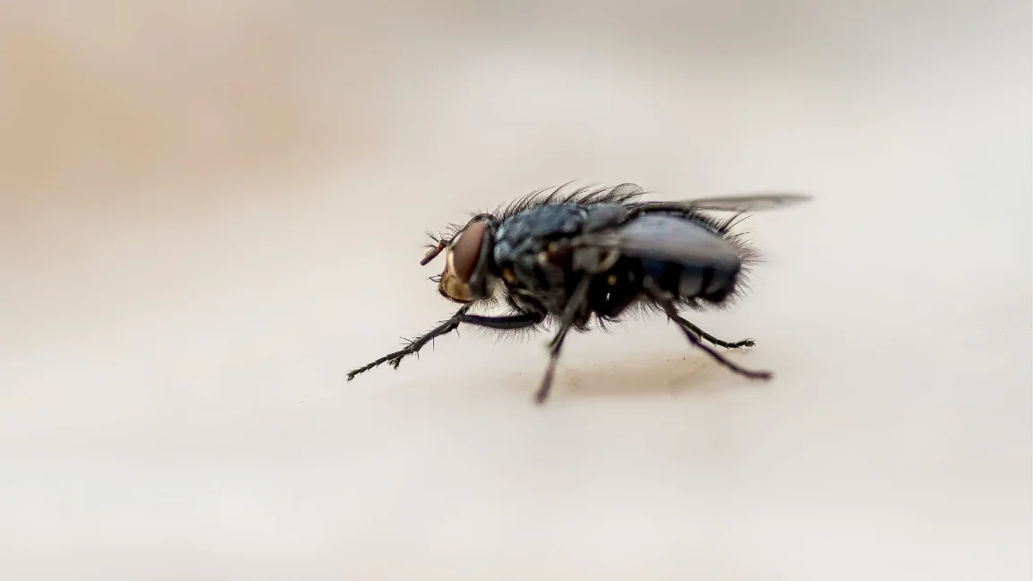 Valley Village CA Pest Control