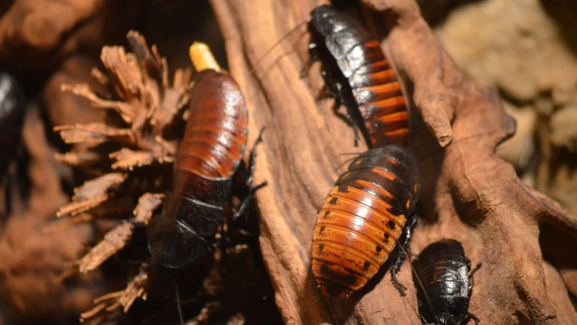 Van Nuys CA Pest Control