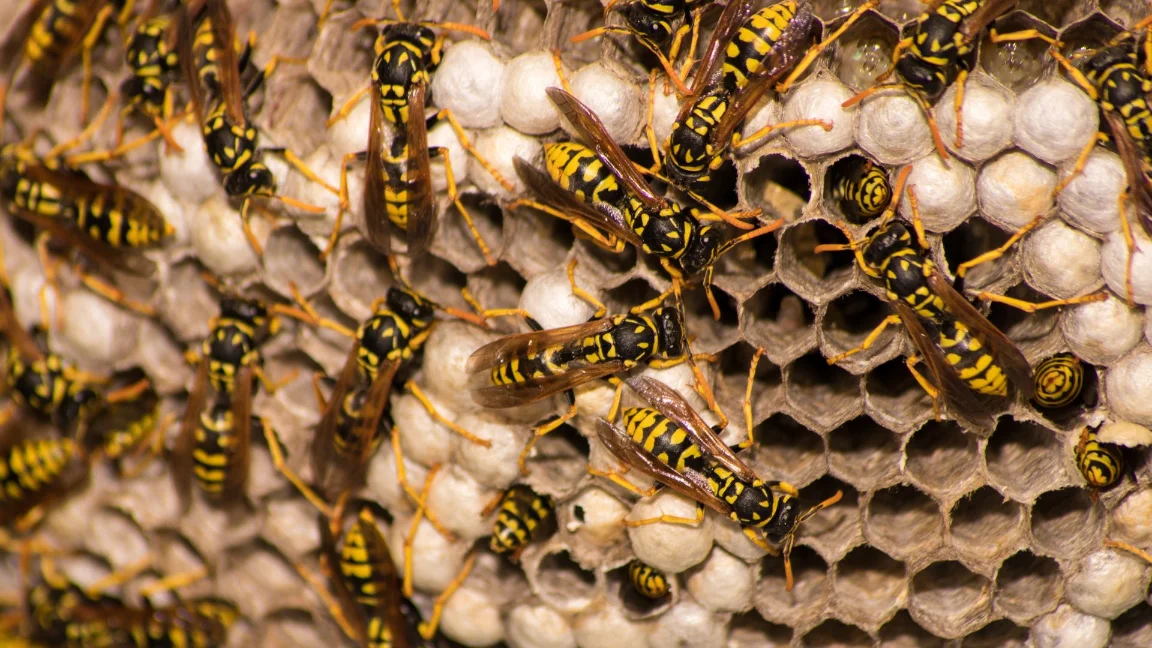 West Hills CA Pest Control