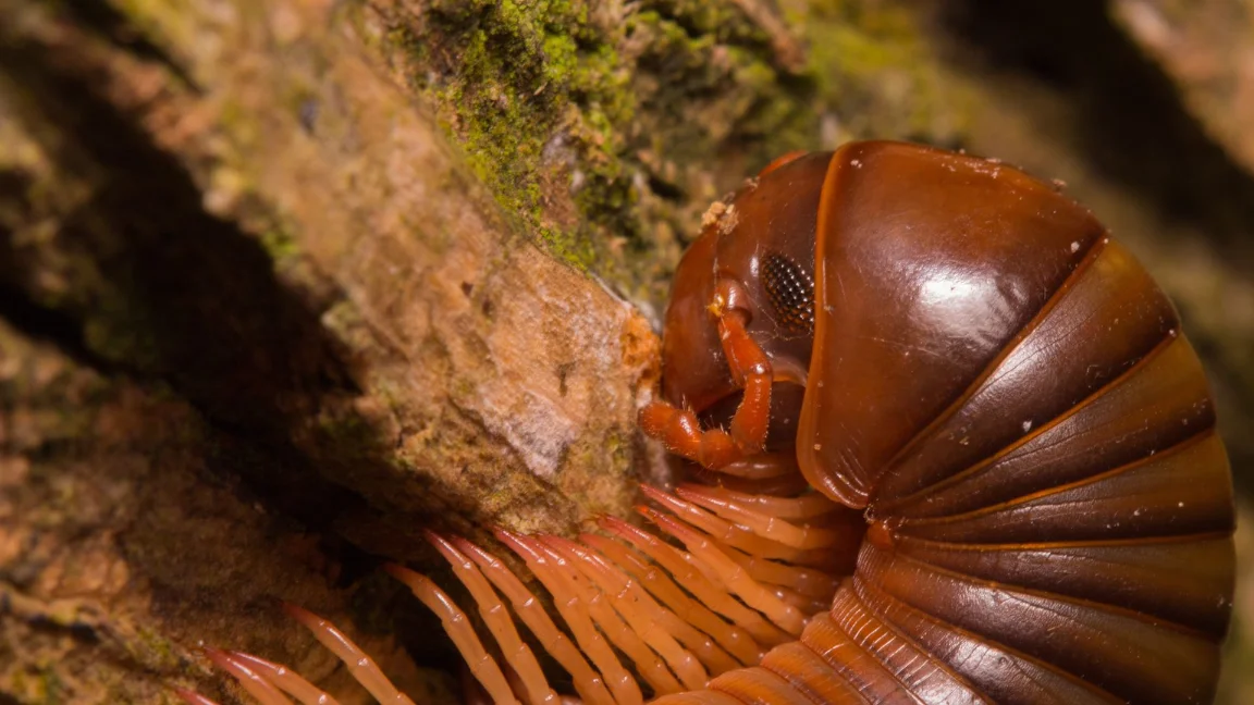 Winnetka CA Pest Control