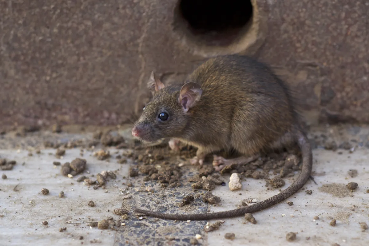 rodent