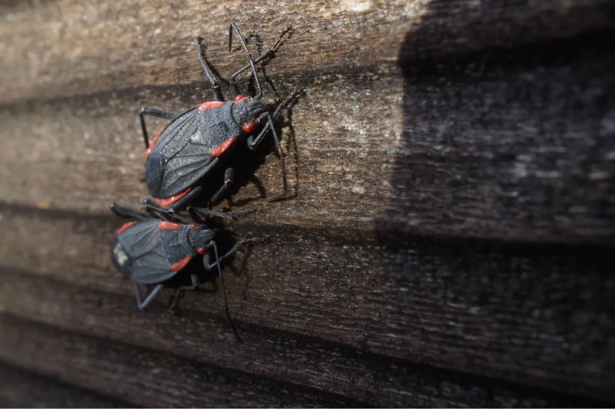 bugs