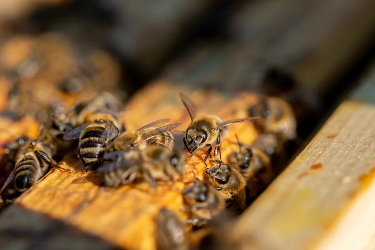 bees