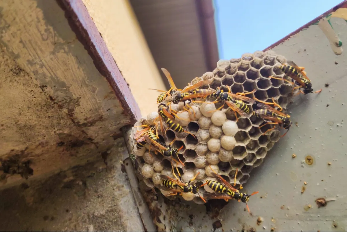 wasp nest