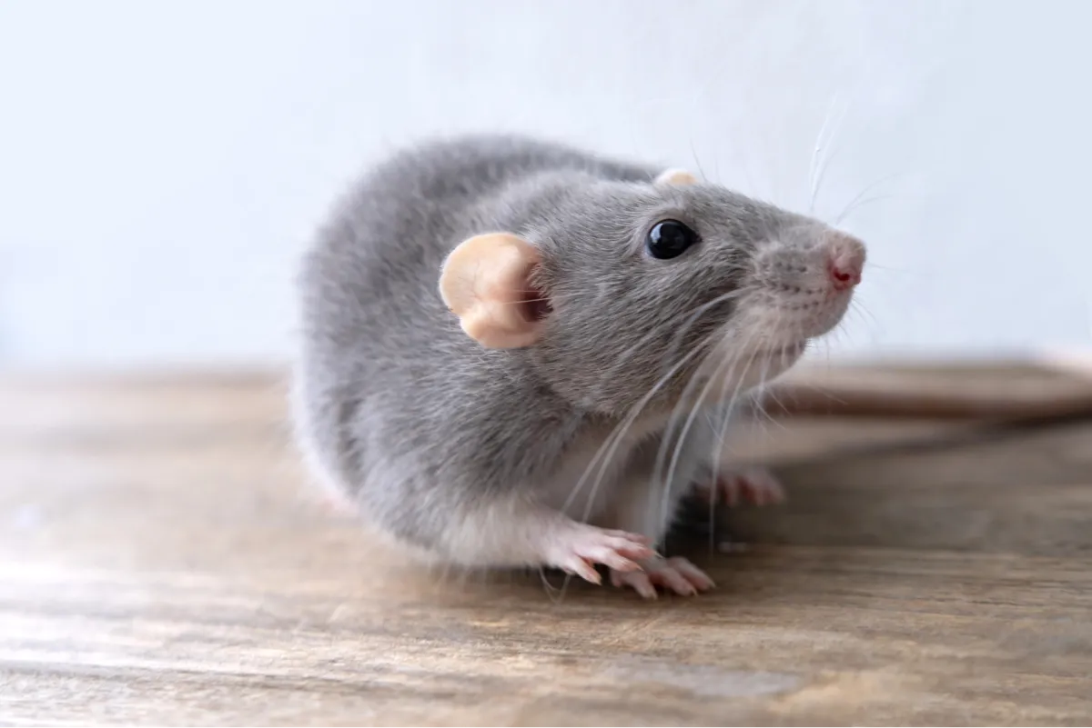 rat