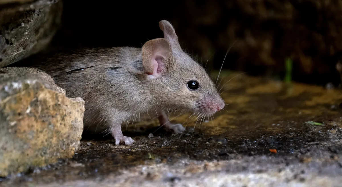 mouse