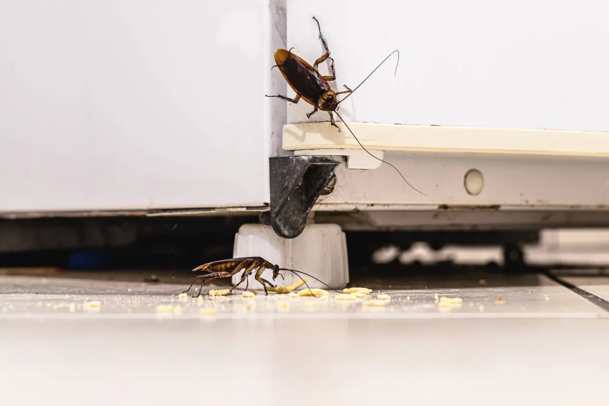 infestation