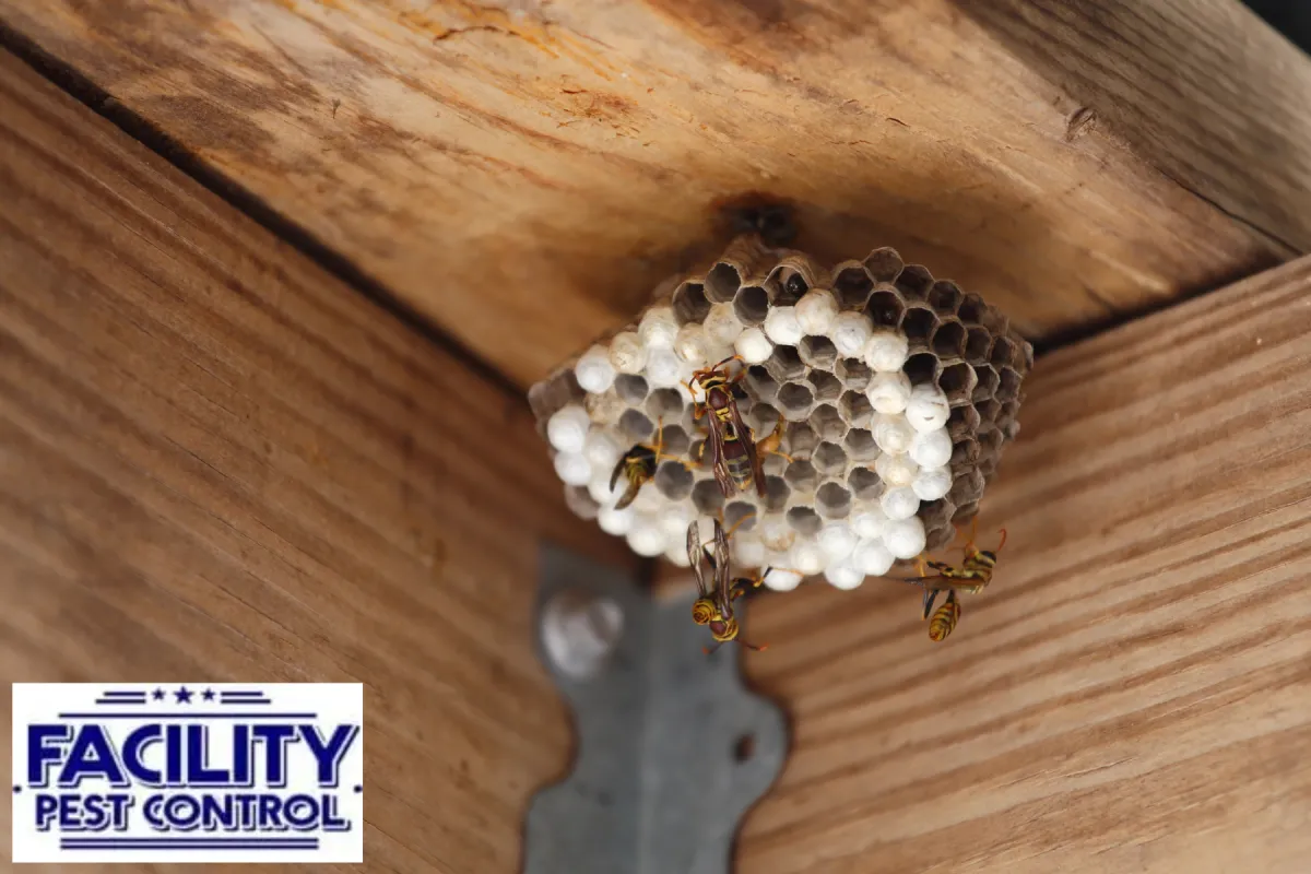 wasp nest
